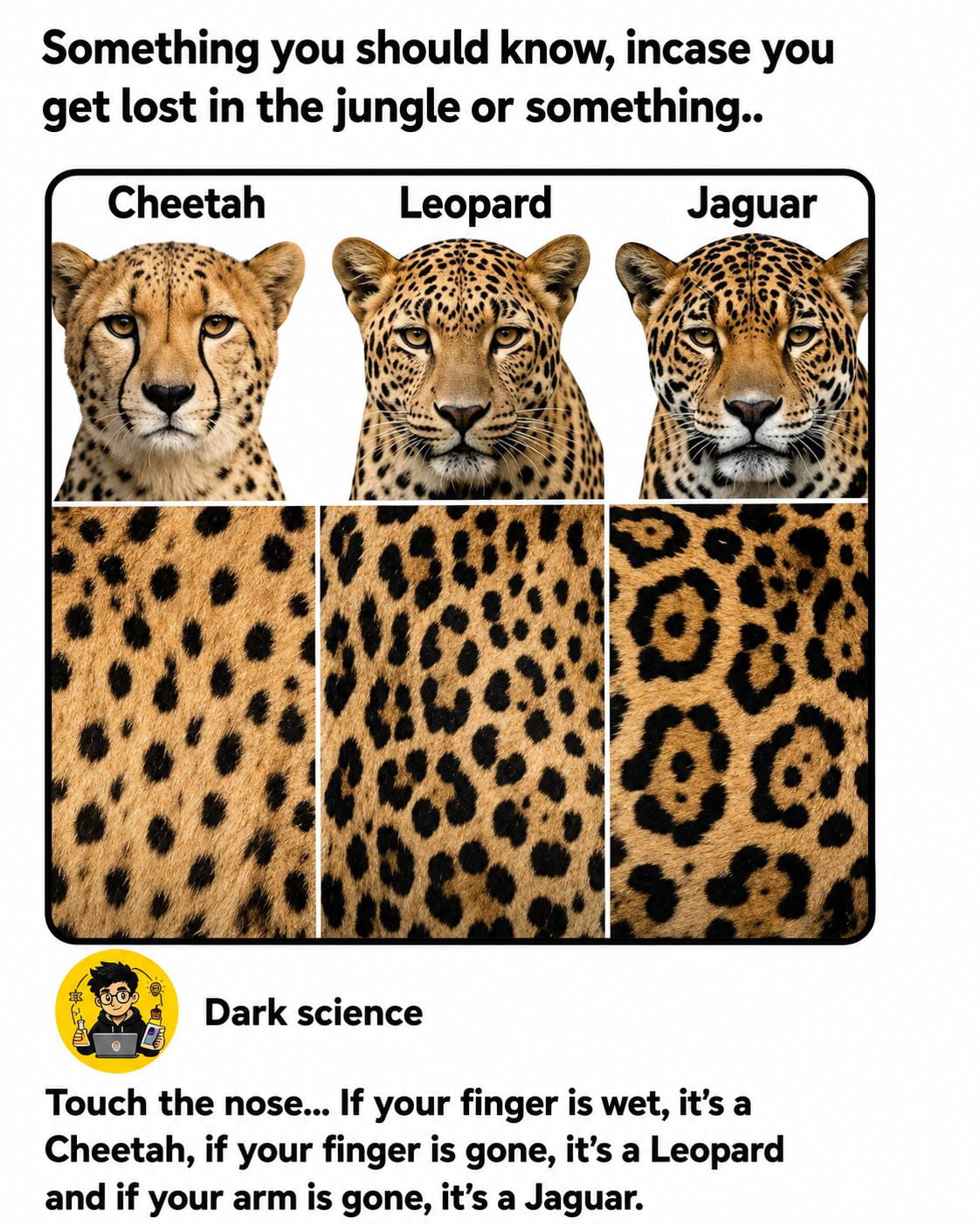 How to Tell the Difference Between a Cheetah, Leopard, and Jaguar