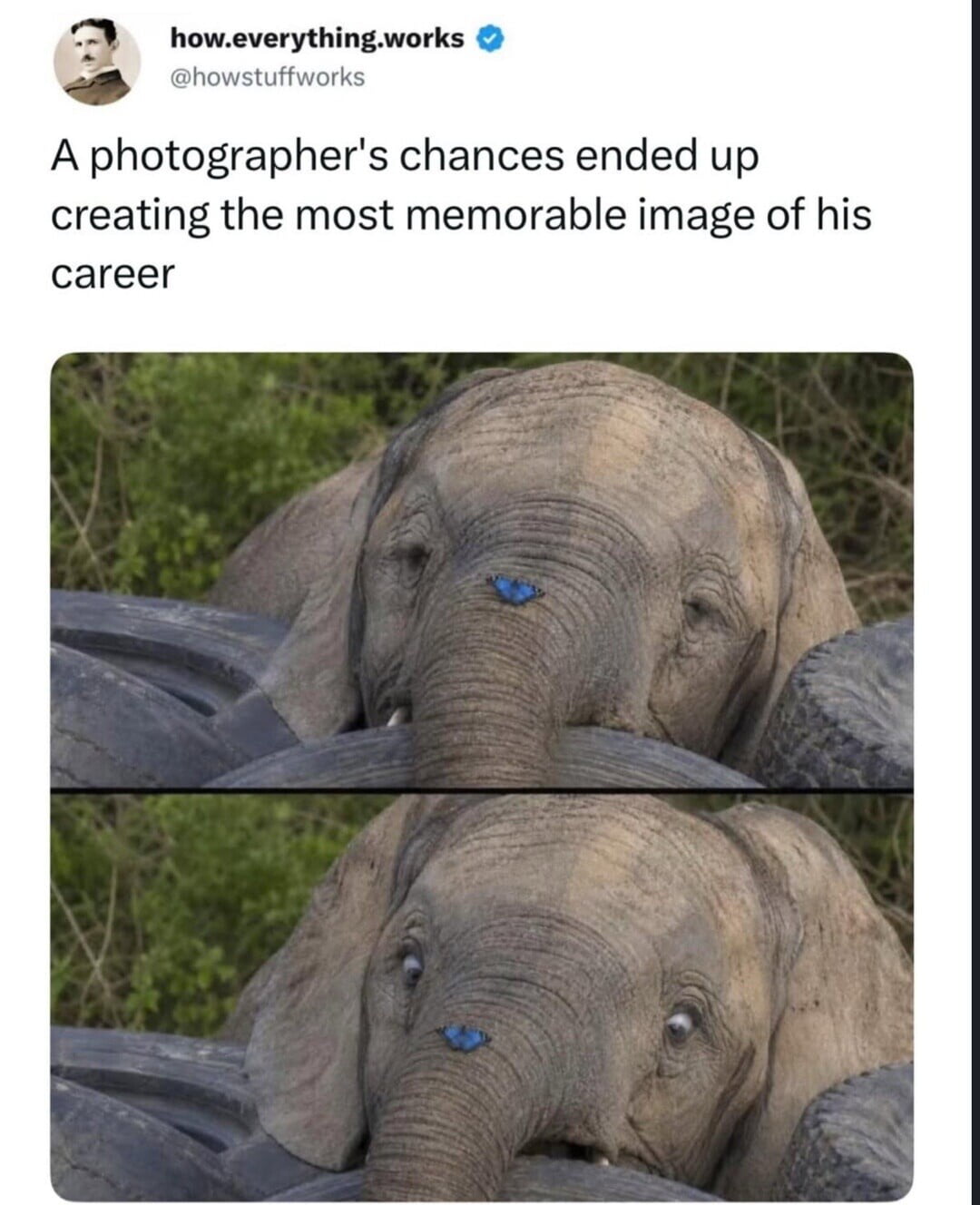 A Rare Moment: Elephant Cross-Eyed While Watching a Butterfly - Animals on Aviaclip