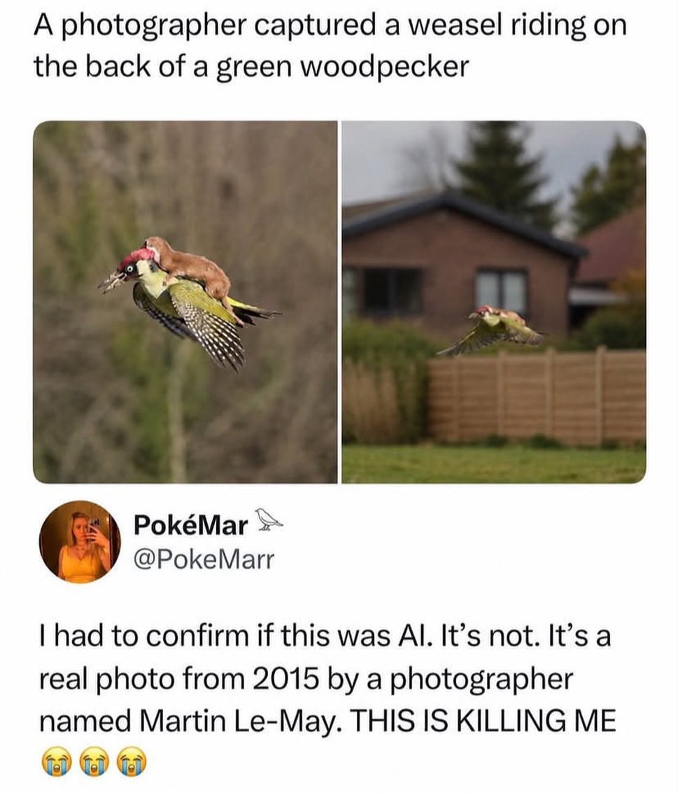 The Viral 2015 Photograph of a Weasel Riding a Green Woodpecker