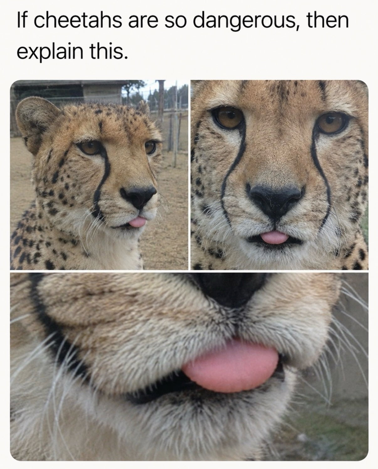 A Cheetah Caught in a Silly Moment - Animals on Aviaclip