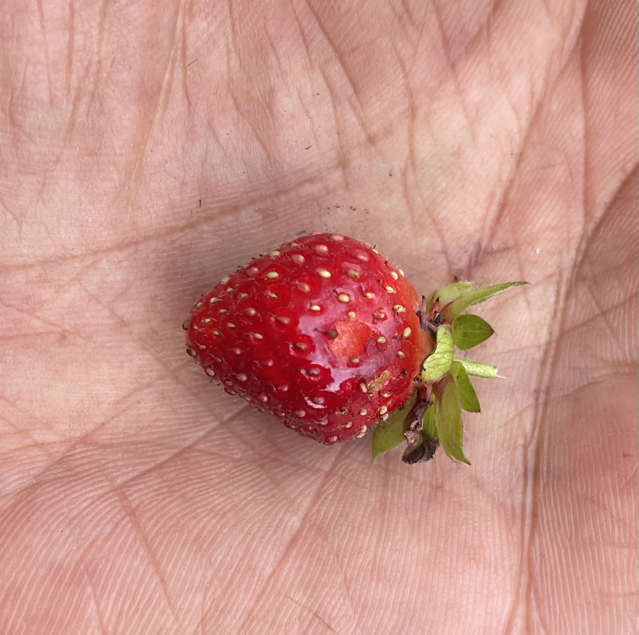 A First Harvest: A Tiny Homegrown Strawberry - Wholesome on Aviaclip