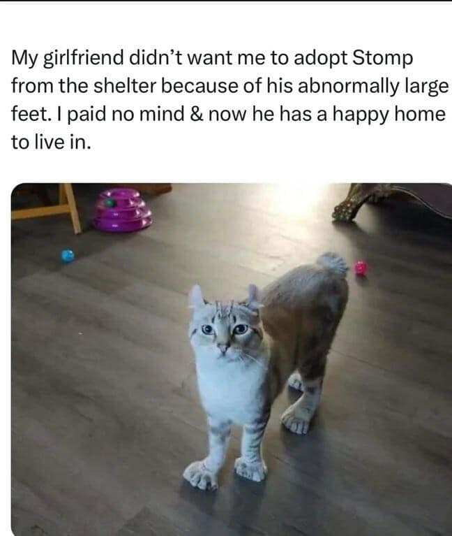 Stomp the Cat Finds a Forever Home Despite His Large Paws