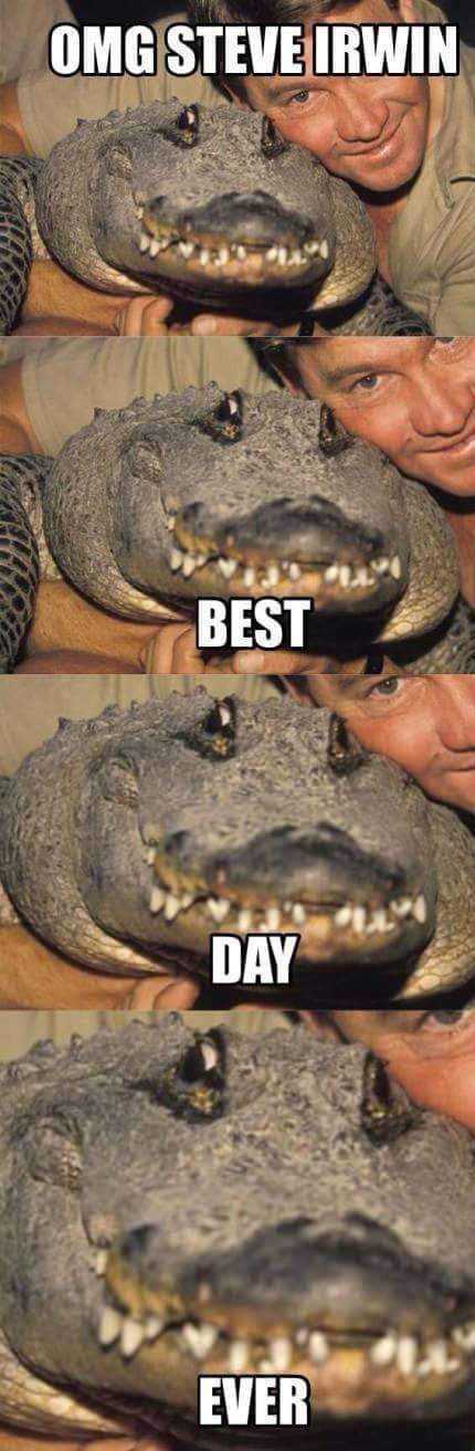 A Classic Moment Featuring Steve Irwin and an Alligator - Memes on Aviaclip