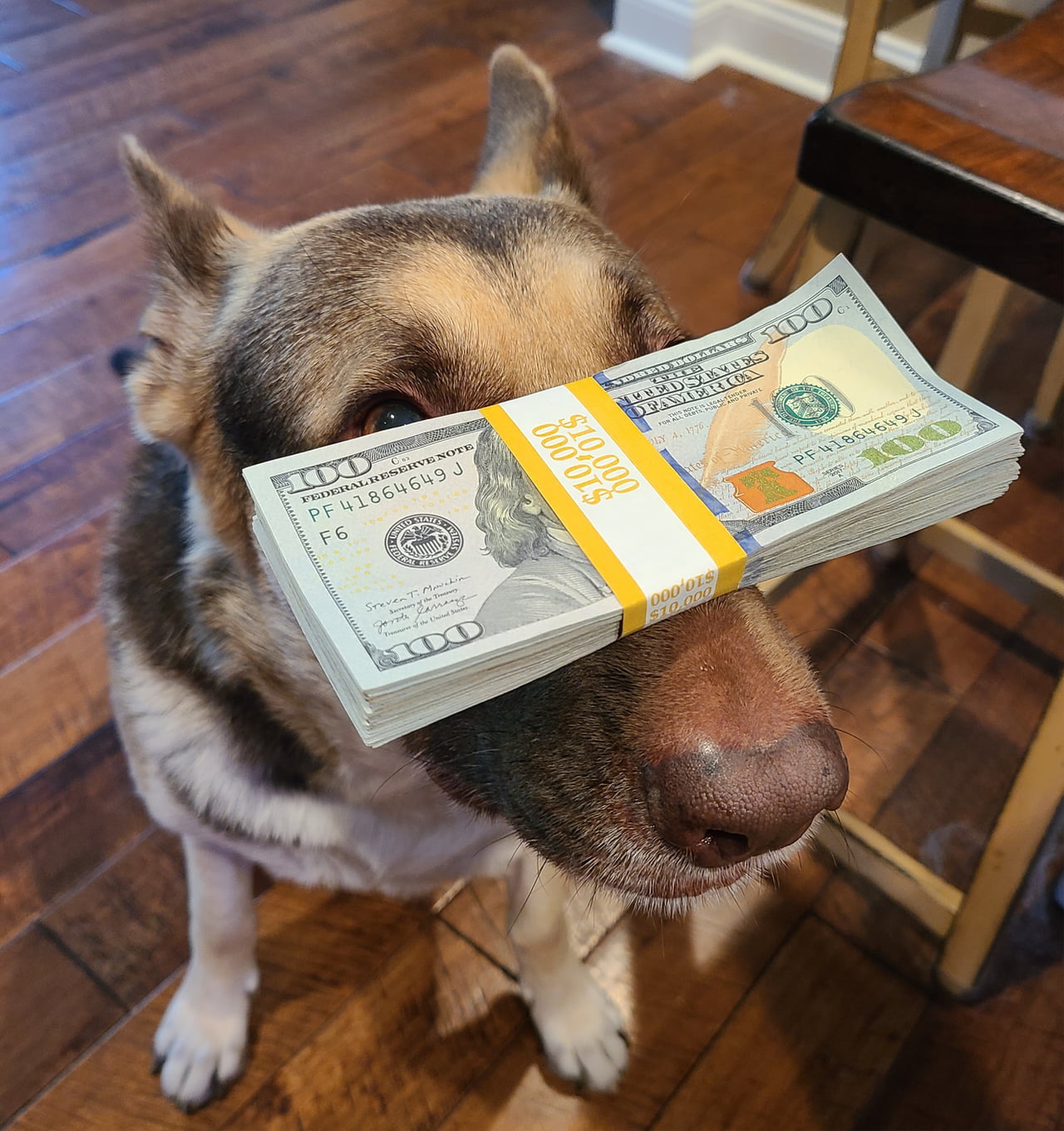 The Dog of Luck: A Canine Balancing Act with a $10,000 Stack