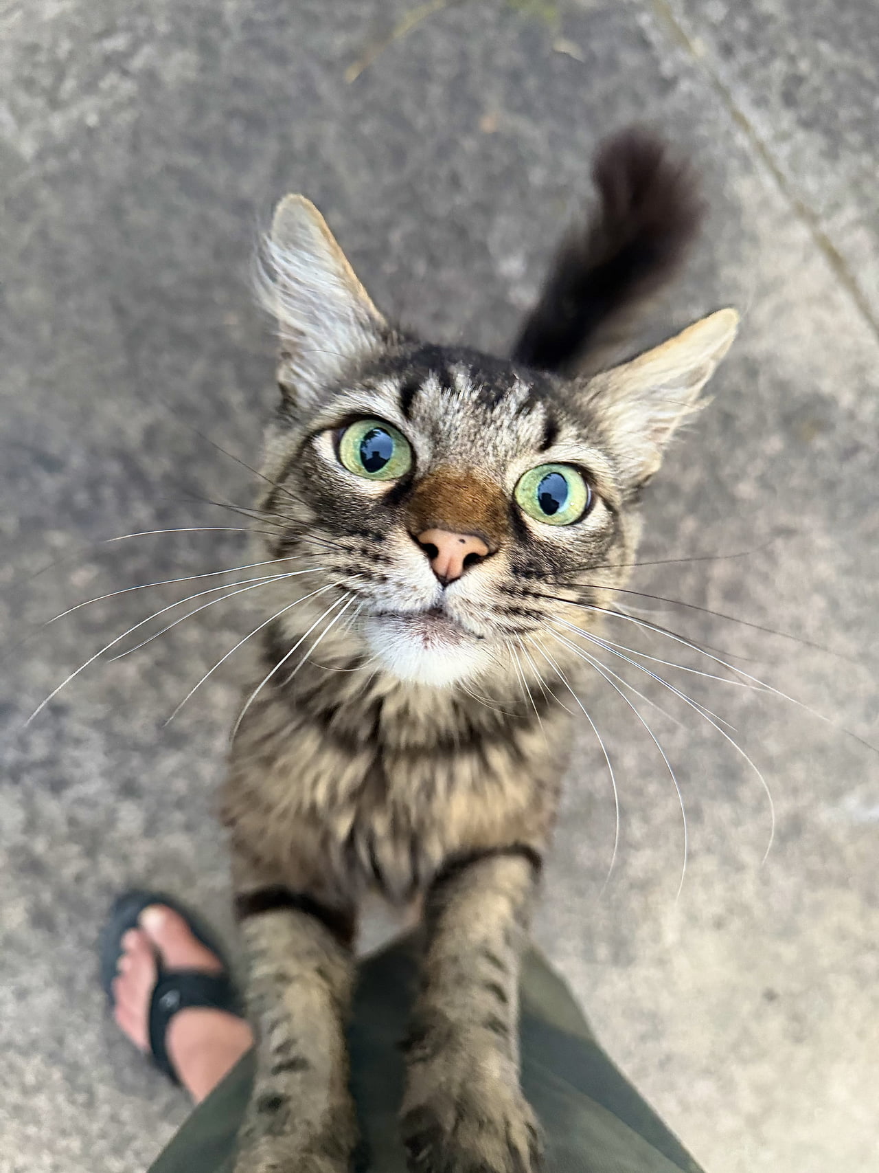 Meet Tiger, the Tabby Cat With an Expressive Gaze