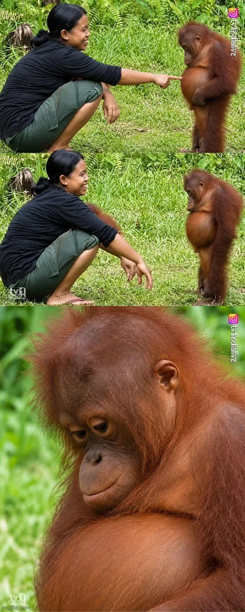 Caretaker Gently Pokes the Round Belly of a Baby Orangutan