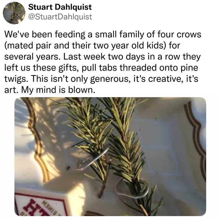 Crows Leave Unusual 'Gifts' for Human Caretakers