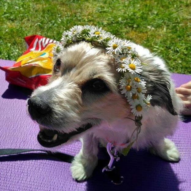 Remembering a beloved companion - Wholesome on Aviaclip