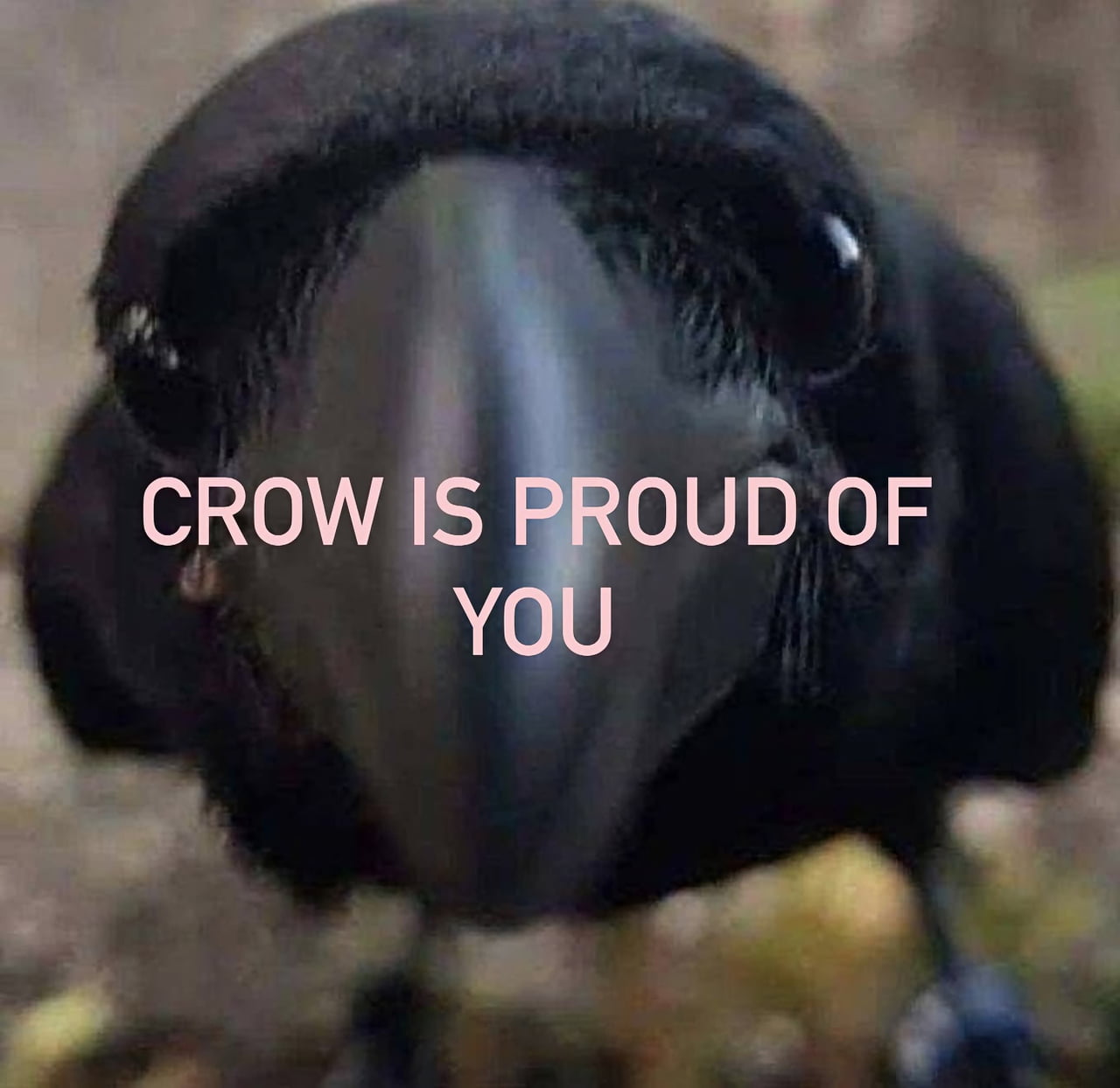 A Crow Offering Some Encouragement - Animals on Aviaclip