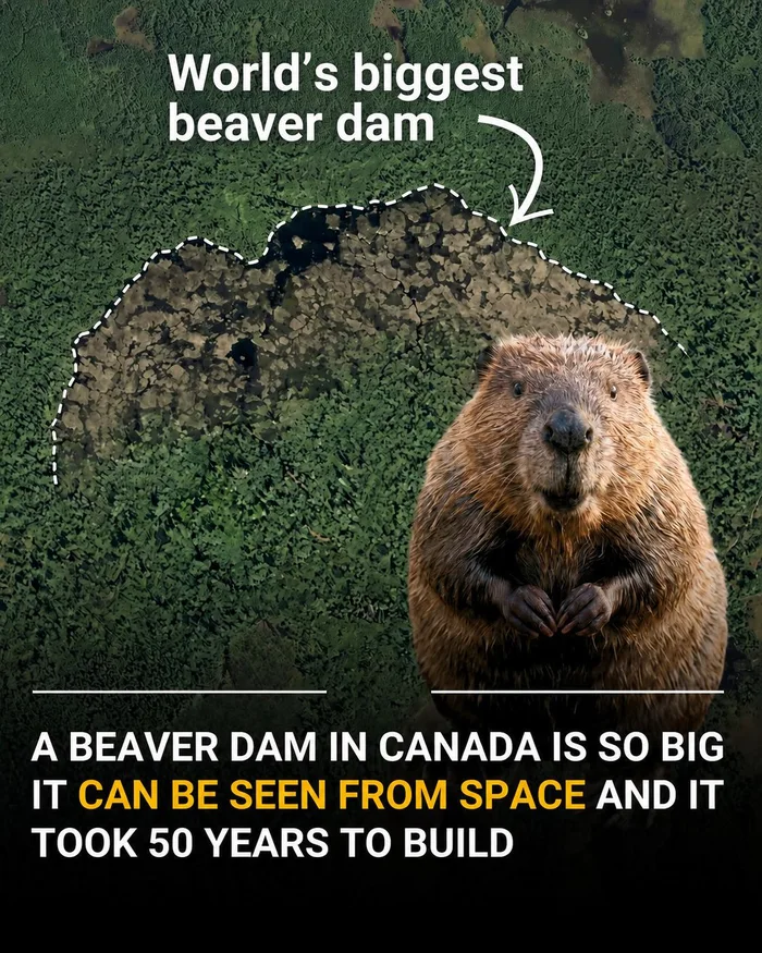 The Massive Beaver Dam in Canada That Is Visible From Space