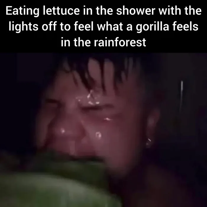 A Unique Attempt to Emulate Gorilla Life in the Rainforest