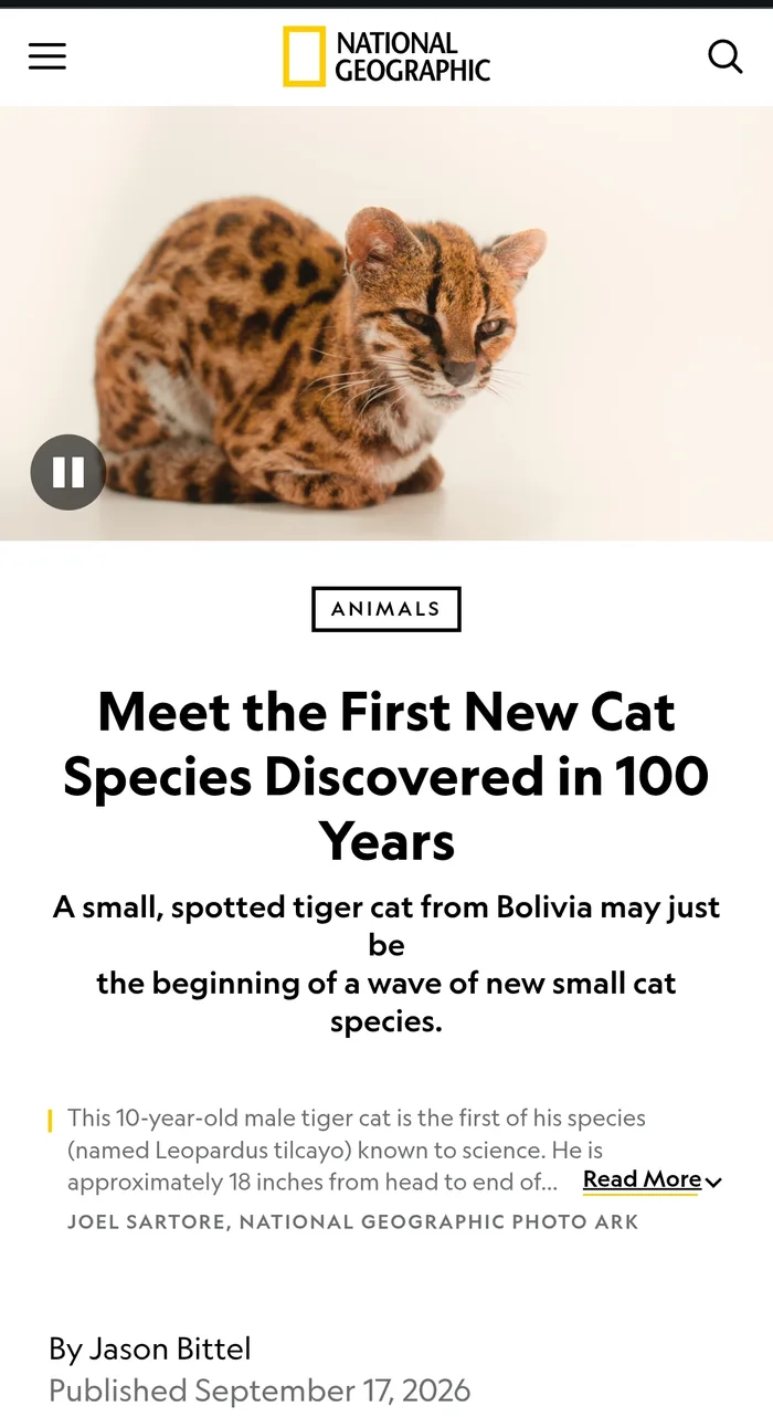 Meet Leopardus tilcayo: The First New Cat Species Discovered in a Century