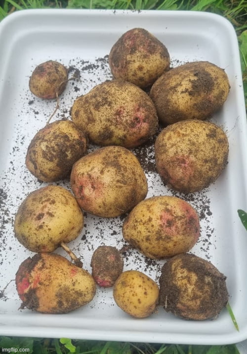 A Modest First Harvest: Homegrown Potatoes from a Single Plant - Wholesome on Aviaclip