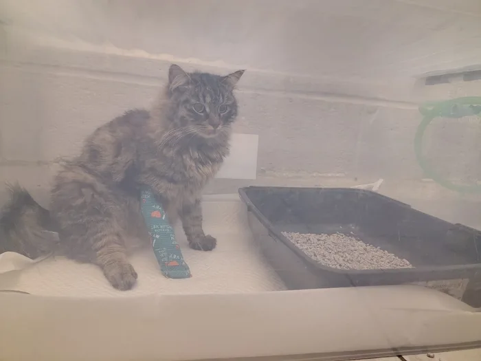 A Final Tribute to Ginto the Cat - Wholesome on Aviaclip