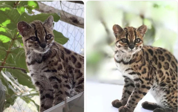Meet Leopardus tilcayo: A Newly Identified Wild Cat Species from Bolivia