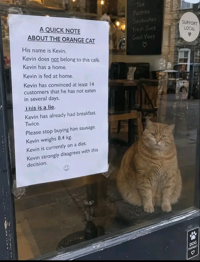 Local Cafe Posts Warning About Kevin, a Persistent Orange Cat Con Artist