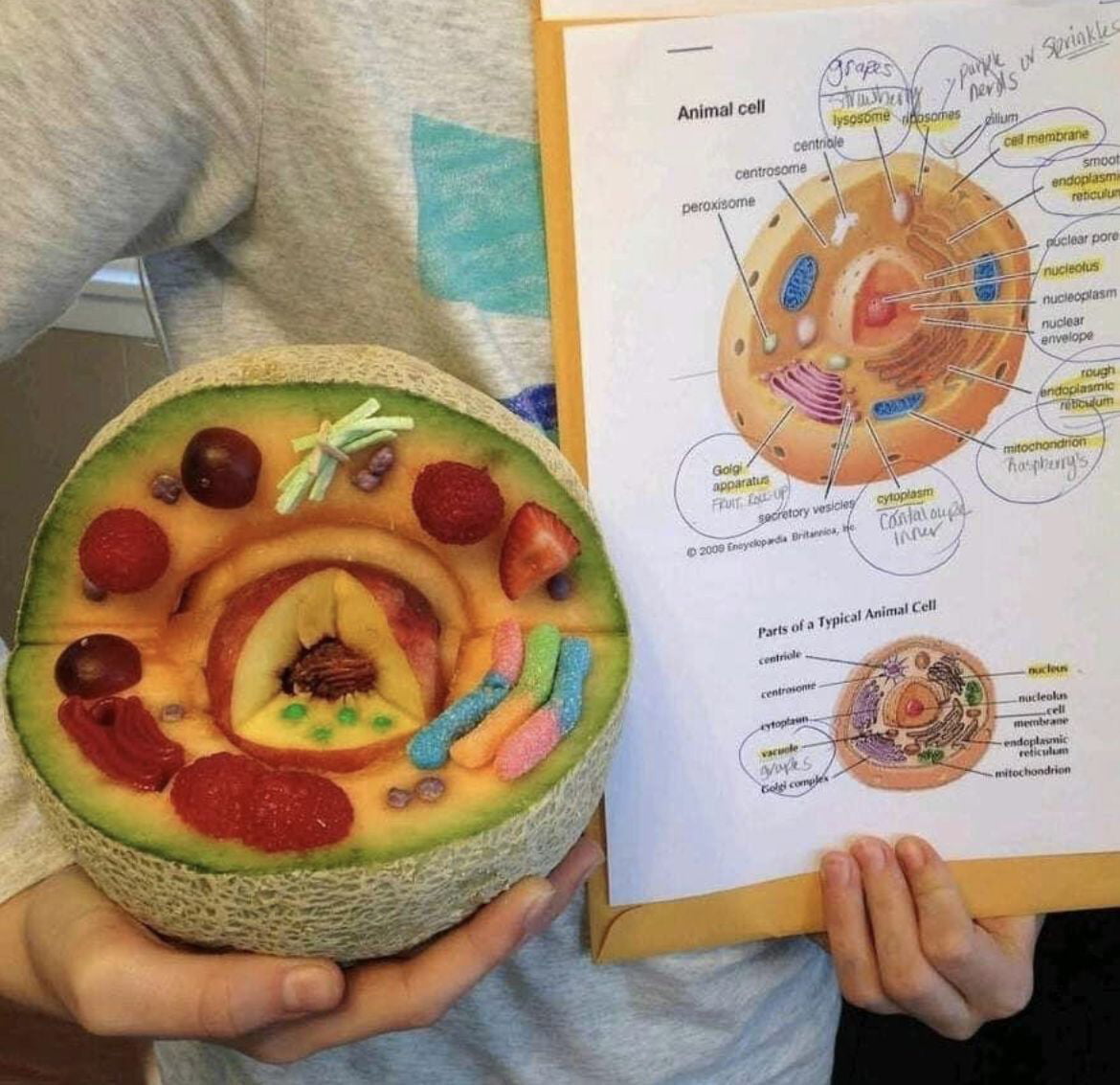 Student Creates Edible Animal Cell Model Using Fruit and Candy - Interesting on Aviaclip