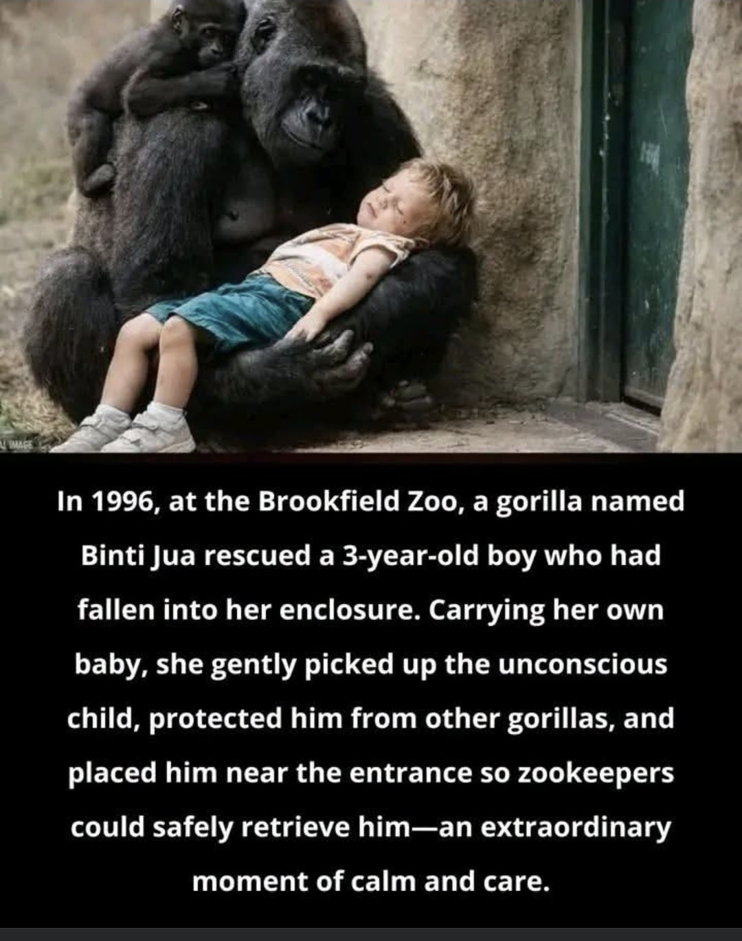 The 1996 Brookfield Zoo Incident: When Binti Jua Protected a Fallen Child