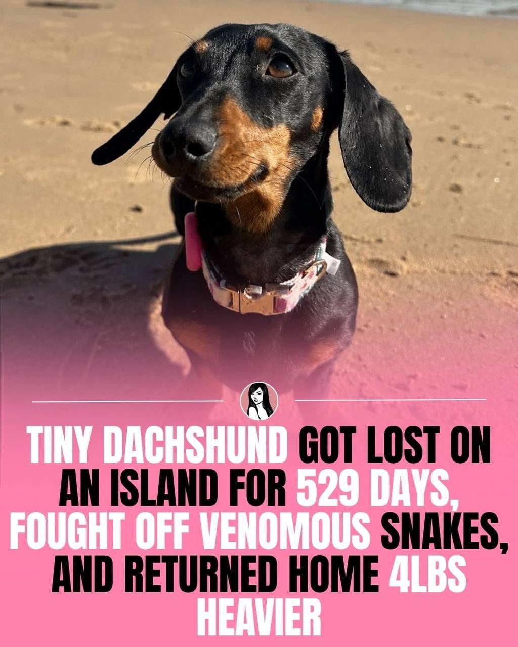 The Remarkable Survival Story of a Dachshund Lost on an Island for Over 500 Days - Animals on Aviaclip