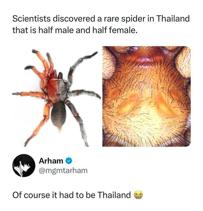 Rare Spider Discovered in Thailand Exhibits Bilateral Gynandromorphism - Interesting on Aviaclip