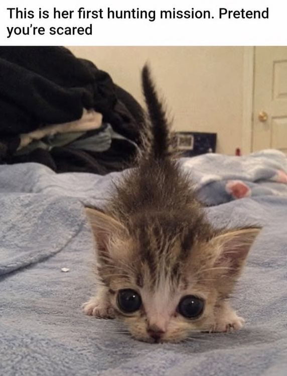 A Tiny Kitten Attempts Her First Hunting Mission - Animals on Aviaclip
