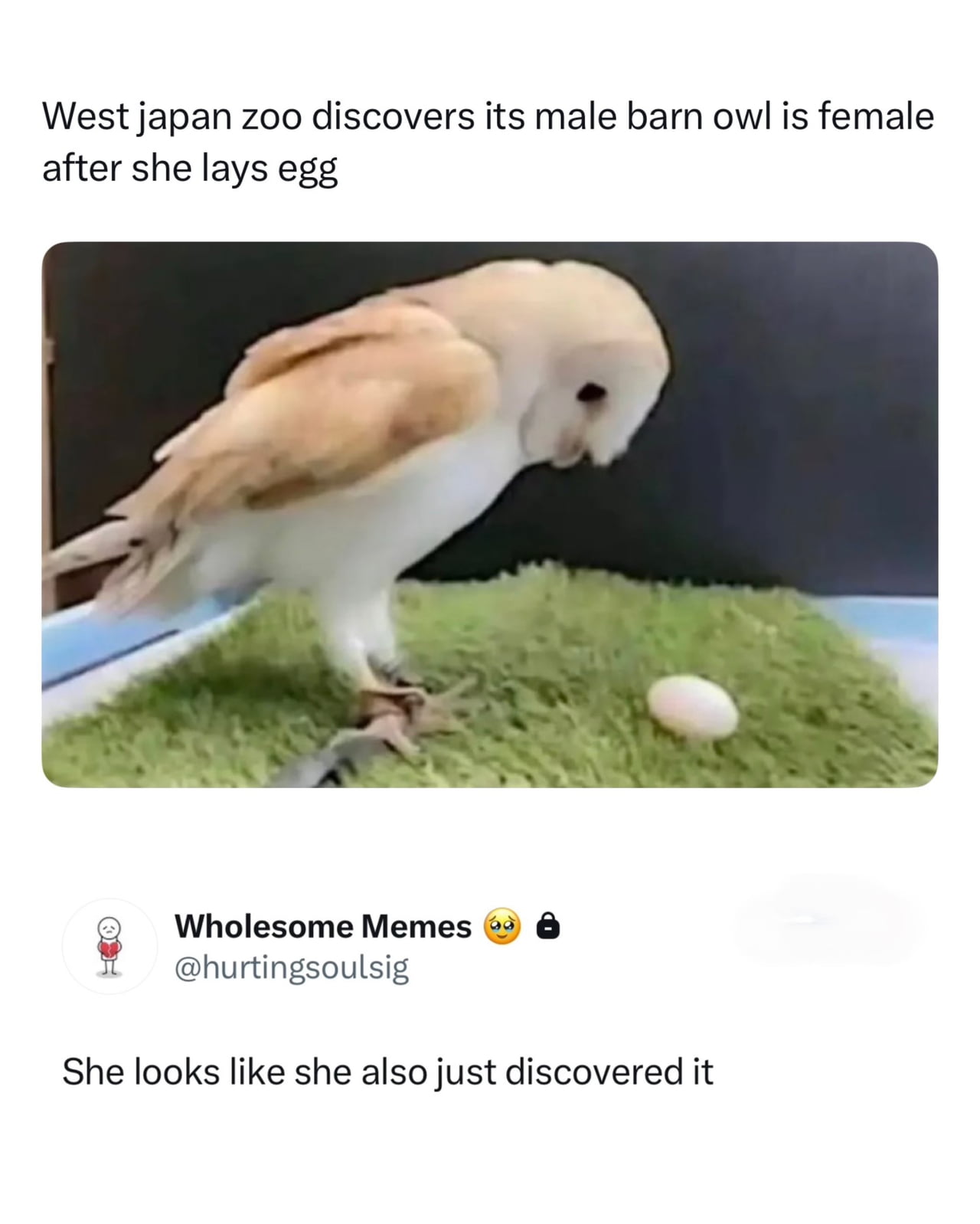 Zoo Barn Owl Surprises Keepers After Laying an Egg - Animals on Aviaclip