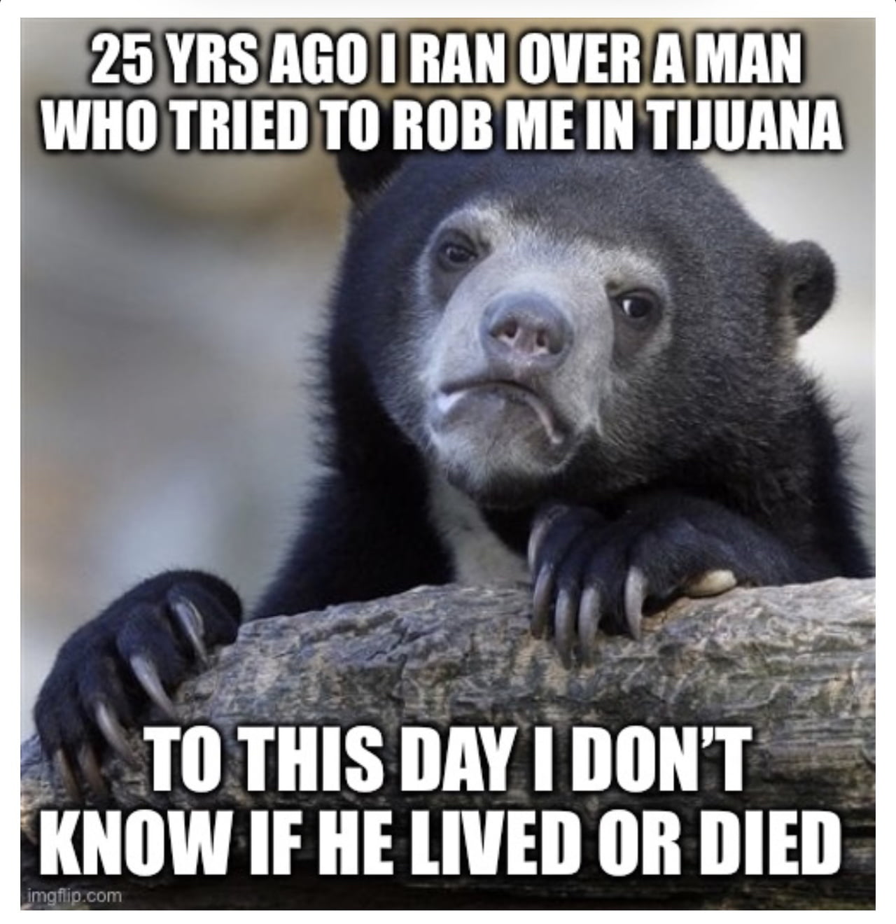 Confession Bear Meme Recounts a Dangerous Encounter in Tijuana - Memes on Aviaclip