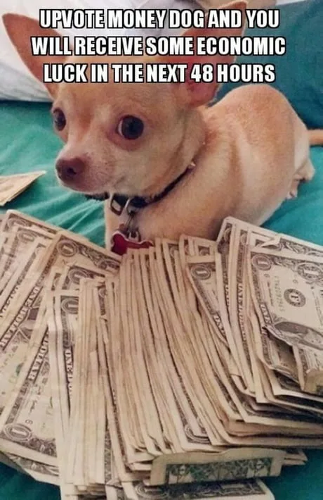 The 'Money Dog' Internet Phenomenon