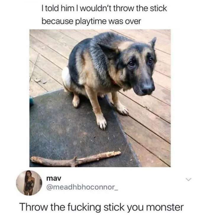 German Shepherd Gives the Ultimate Guilt Trip After Playtime Ends
