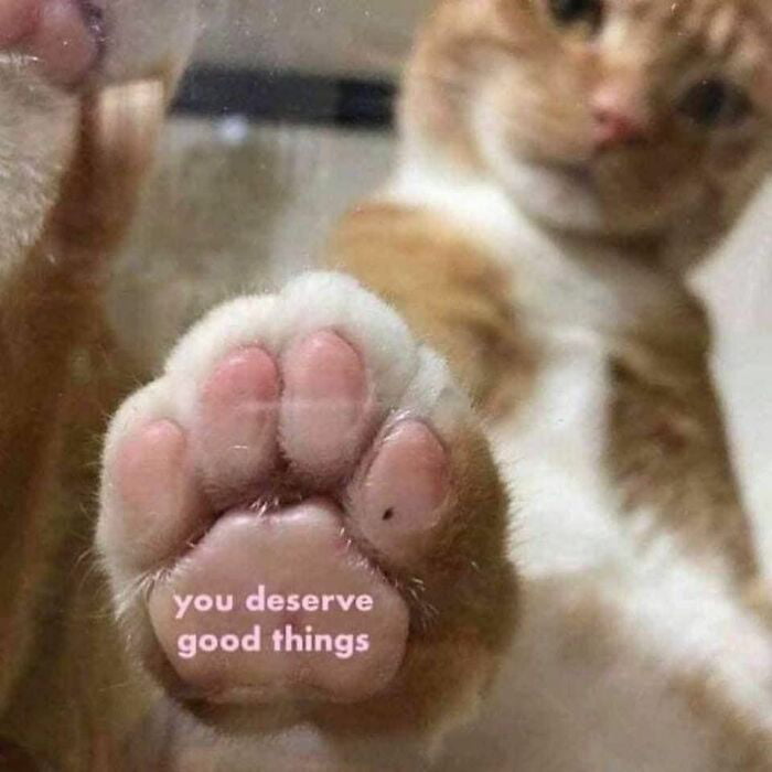An Orange Cat Offers a High Five Through Glass - Animals on Aviaclip