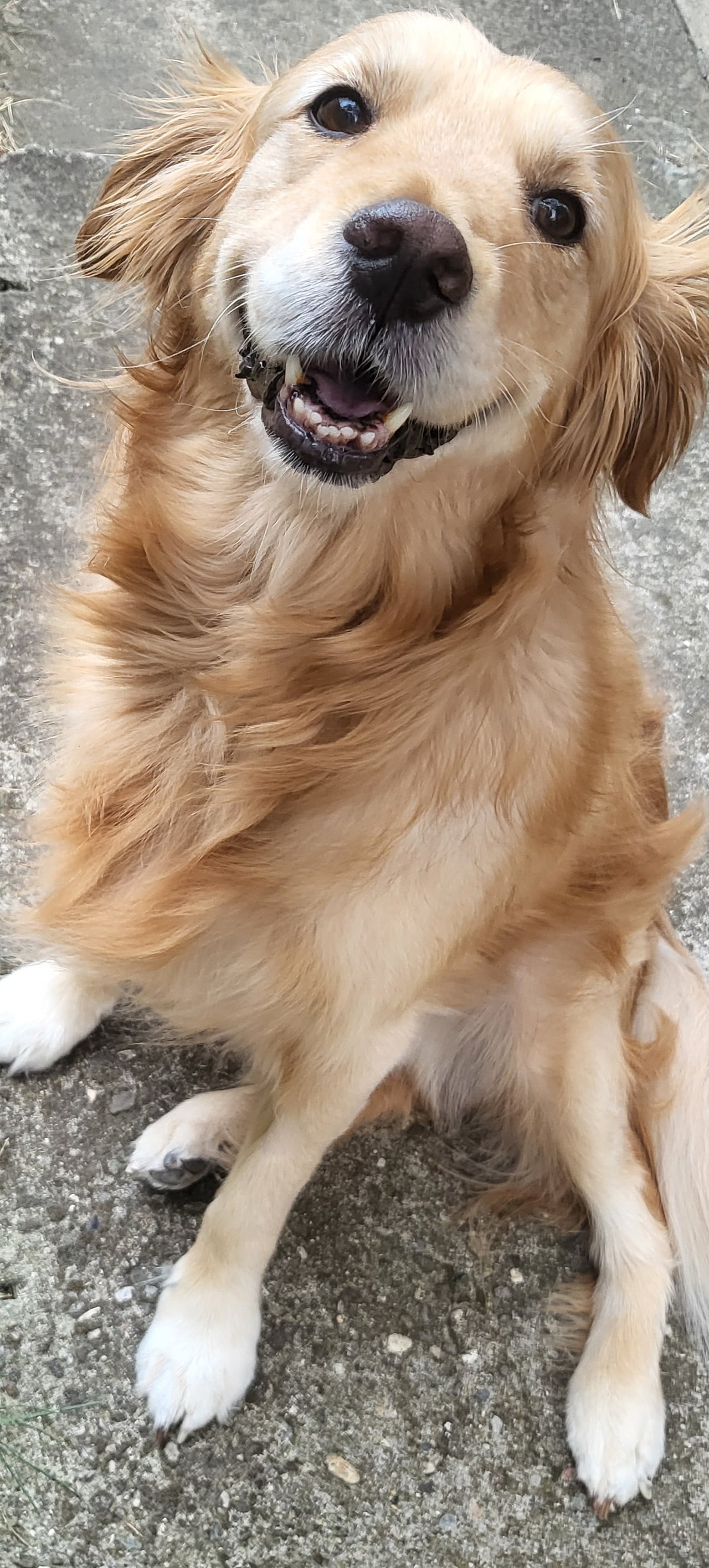 A Friendly Golden Retriever Smile - Animals on Aviaclip