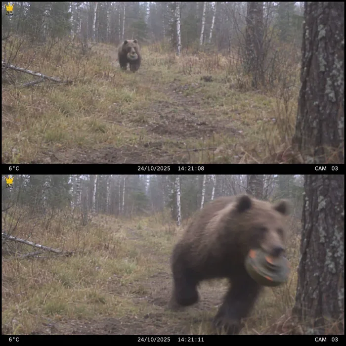 The chance of being killed by a bear with a landmine in it's mouth it slim, but not zero!