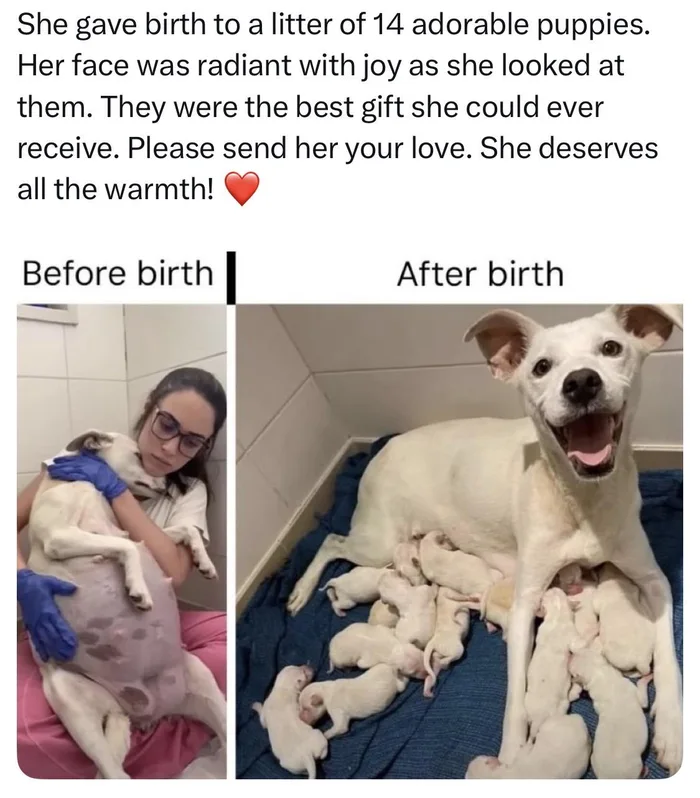 A Dog's Transformation: From Labor to a Litter of 14 Puppies