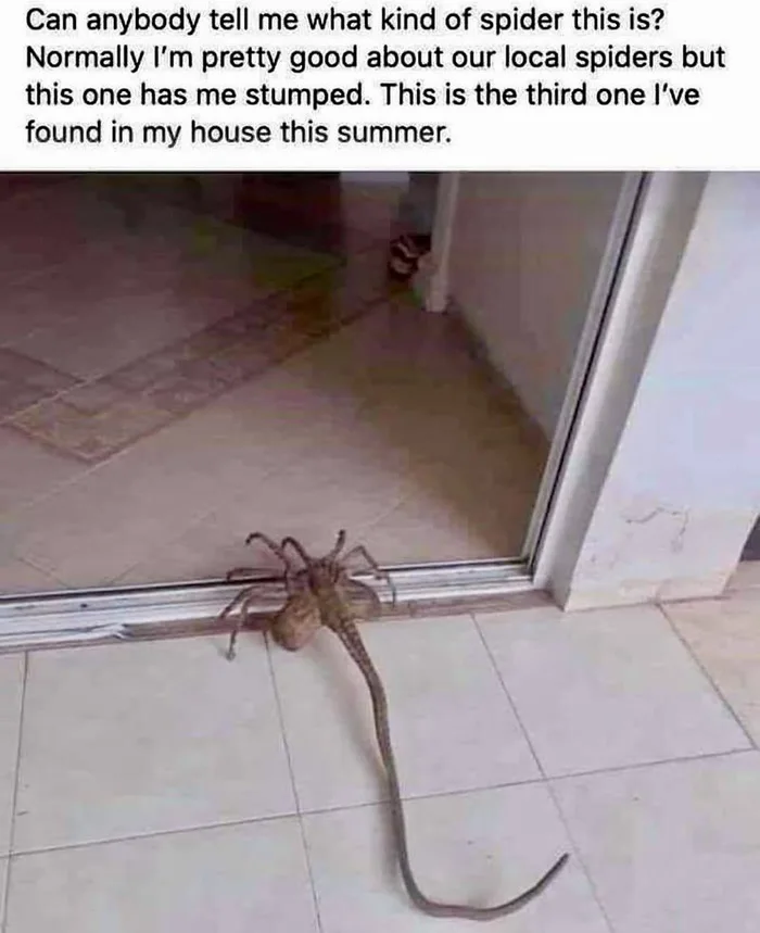 Australian insect