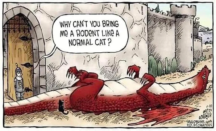 Cat shenanigans