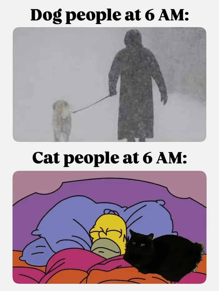 The Morning Routine Contrast Between Dog and Cat Owners - Memes on Aviaclip