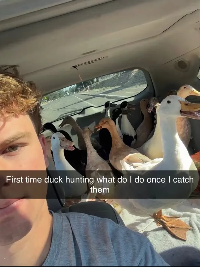 A Car Full of Ducks: An Unusual Passenger Situation