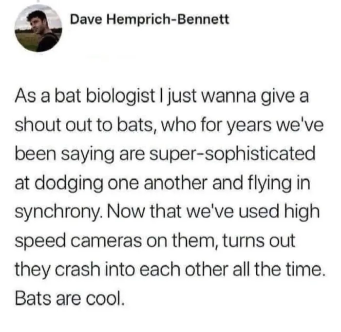 Bat Biologist Reveals That Bats Are Surprisingly Clumsy In Flight