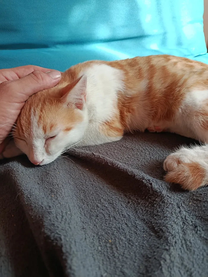 Unexpected Forest Encounter Leads to a New Home for This Stray Cat