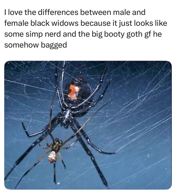 The Extreme Size Difference Between Male and Female Black Widow Spiders