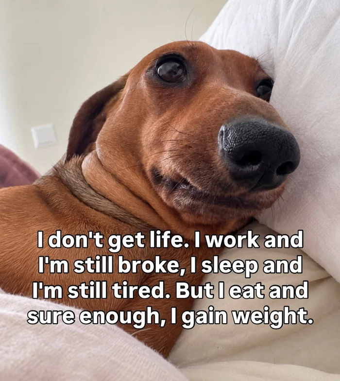 A Dachshund's Relatable Take on the Daily Grind - Memes on Aviaclip