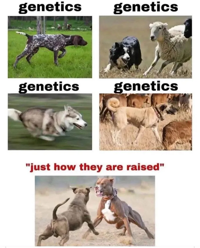 A Comparative Look at Canine Genetics and Behavior - Memes on Aviaclip