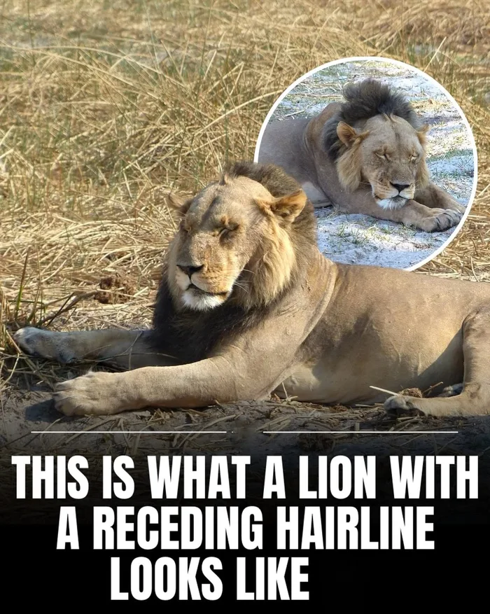 A Rare Look at a Lion With a Receding Mane - Animals on Aviaclip