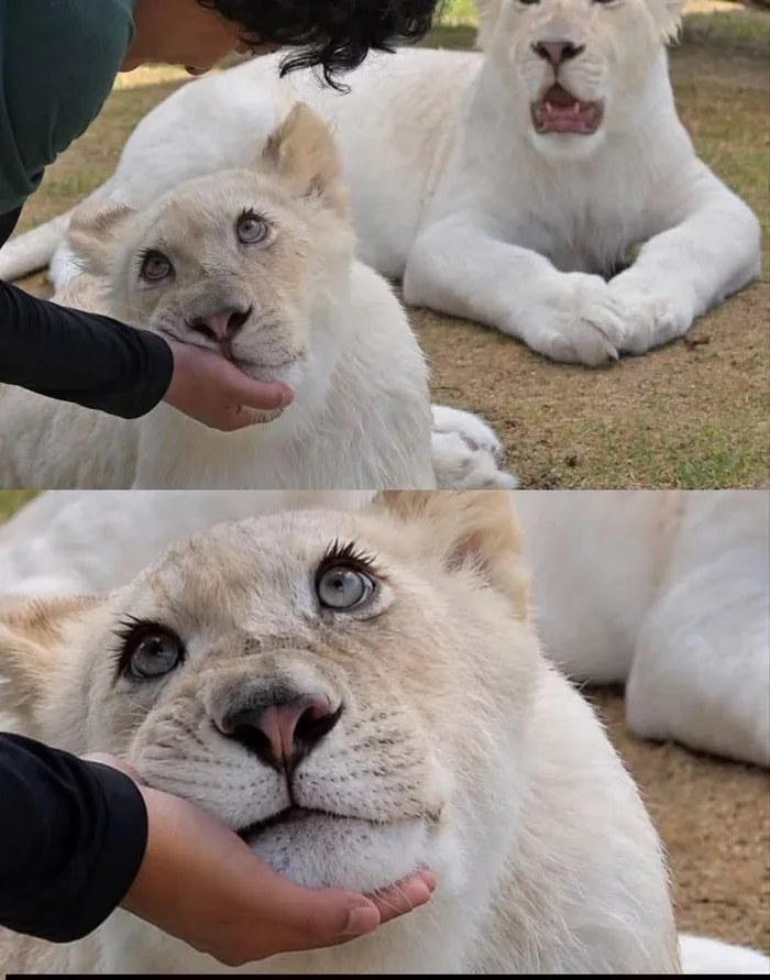 Pet her!