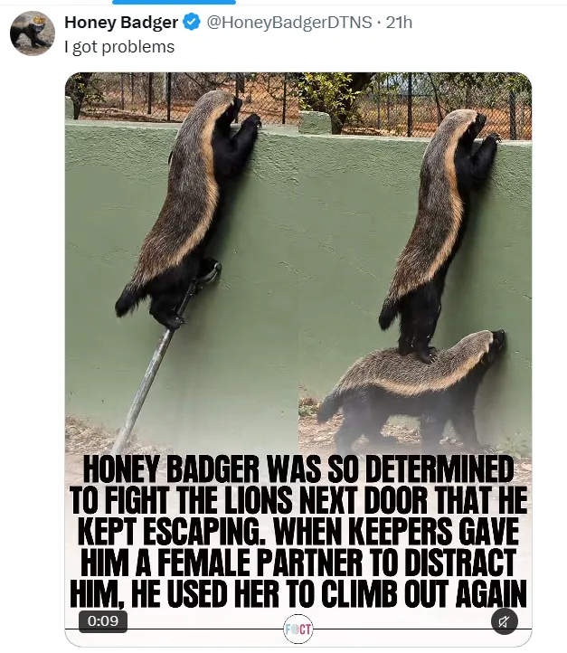 Determined Honey Badger Uses Partner as a Stepping Stone to Escape Enclosure - Animals on Aviaclip