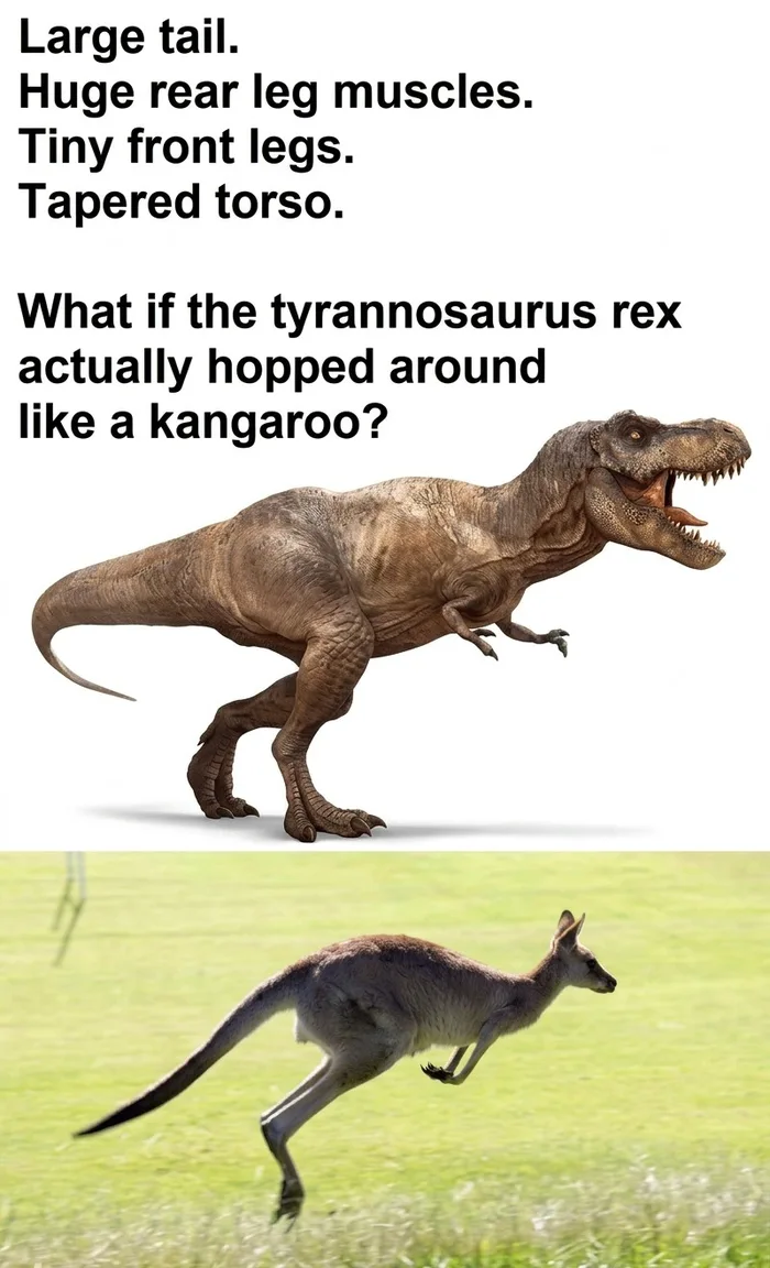 Rex on the Run - Interesting on Aviaclip