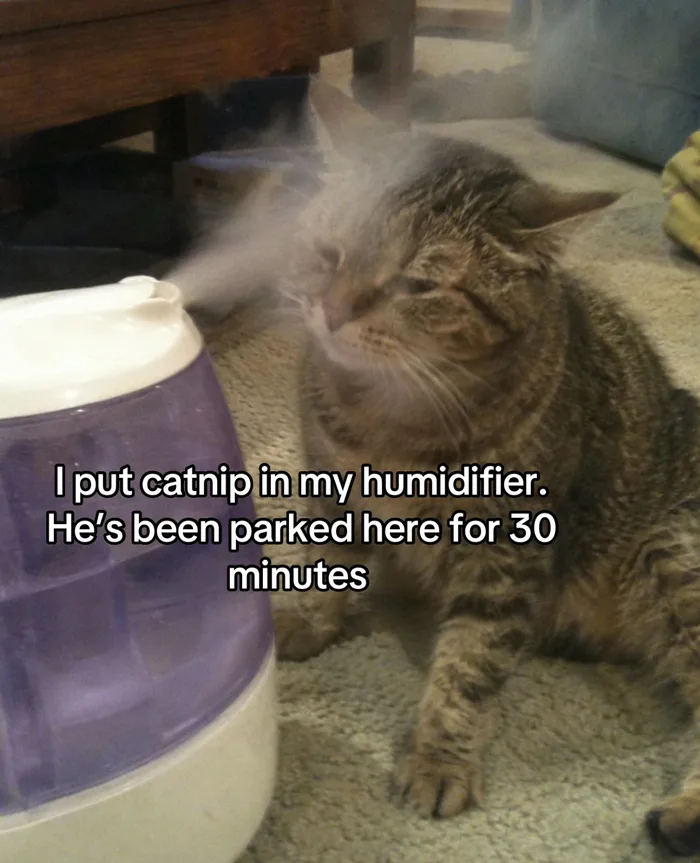 Cat Enjoys a Catnip-Infused Humidifier Session