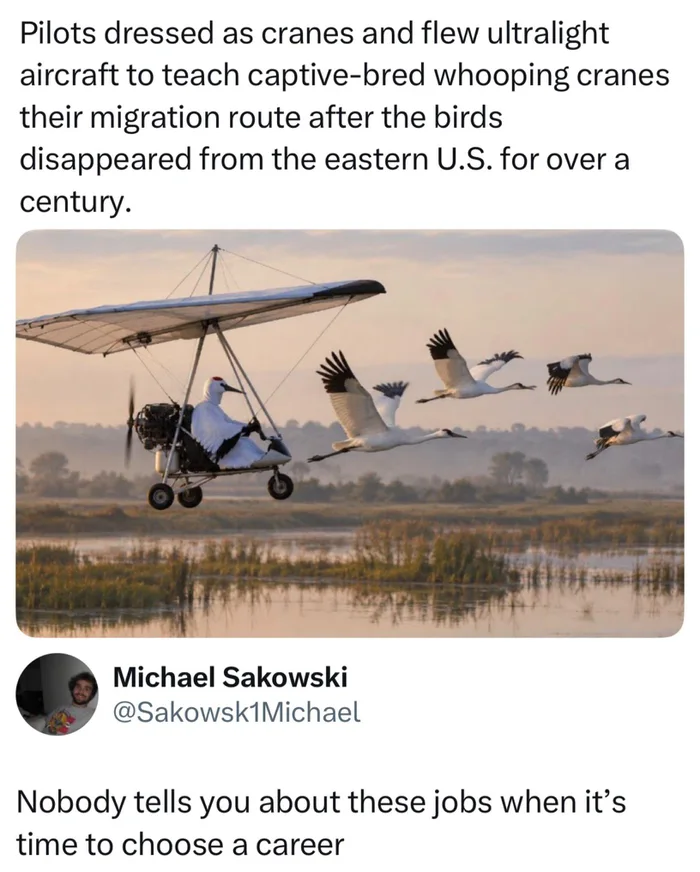 The Unusual Career of Teaching Whooping Cranes to Migrate - Interesting on Aviaclip