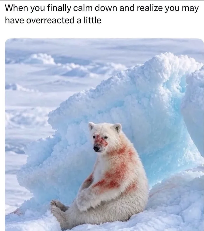 A Polar Bear's Moment of Reflection - Memes on Aviaclip