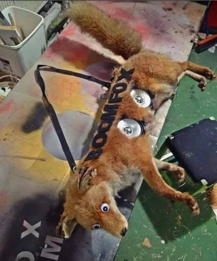 The 'Boomfox': A Taxidermy Fox Converted Into a Portable Speaker - WTF on Aviaclip